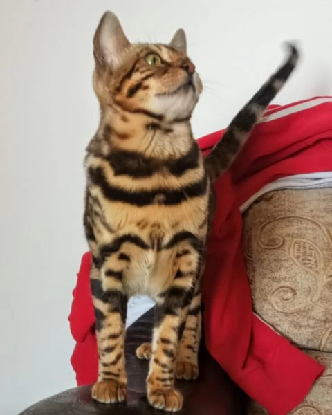  Cuccioli di Bengala | Foto 4