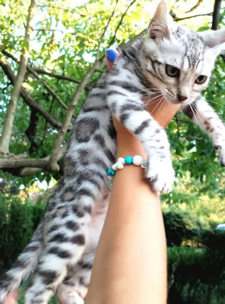  Cuccioli di Bengala | Foto 2