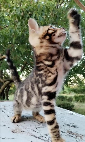  Cuccioli di Bengala | Foto 1