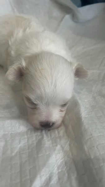 Cuccioli di Bolognese