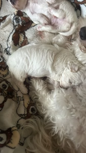 Cuccioli di Bolognese | Foto 5