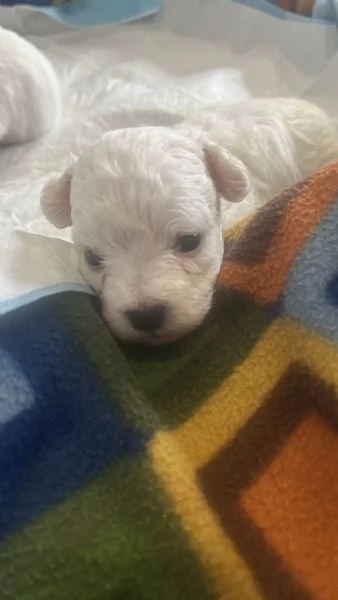 Cuccioli di Bolognese | Foto 4