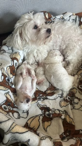 Cuccioli di Bolognese | Foto 3