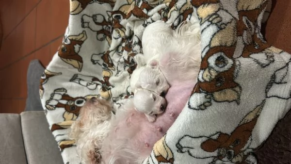 Cuccioli di Bolognese | Foto 2