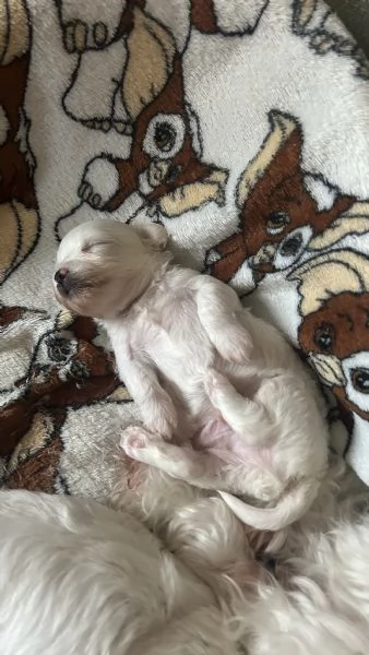 Cuccioli di Bolognese | Foto 0