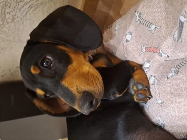 Adorabili cuccioli di bassotto | Foto 4