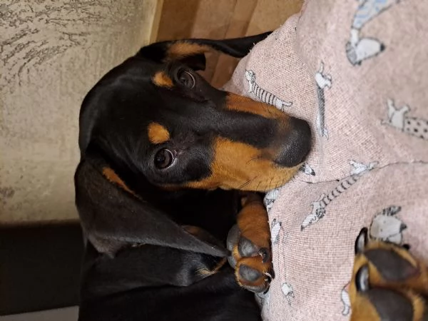 Adorabili cuccioli di bassotto | Foto 2