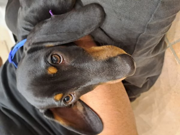 Adorabili cuccioli di bassotto | Foto 1