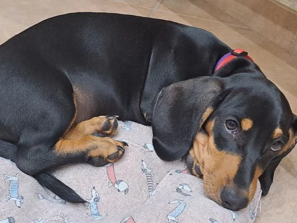 Adorabili cuccioli di bassotto | Foto 0