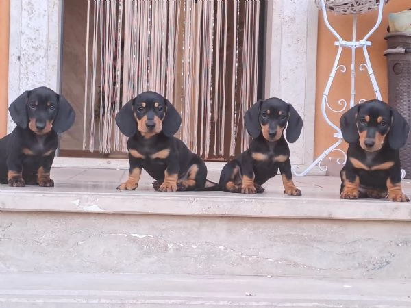 Adorabili cuccioli di bassotto