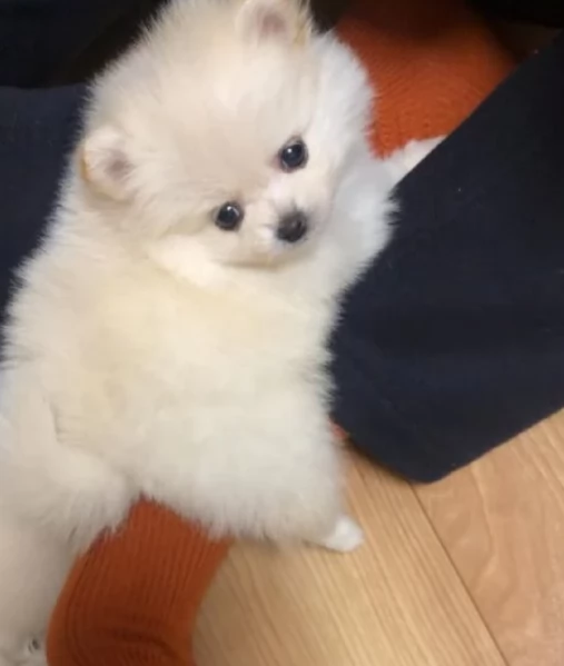 Regalo cuccioli di Volpini Spitz di Pomerania a disposizione | Foto 1