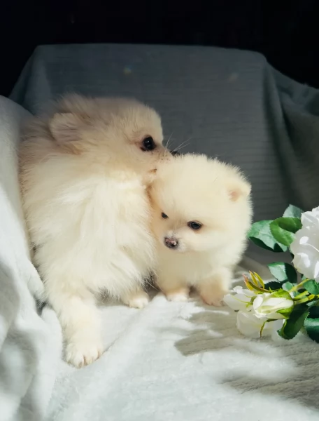 Regalo cuccioli di Volpini Spitz di Pomerania a disposizione | Foto 2