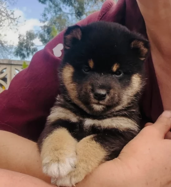 bellissimi cucciolo di Shiba Inu per adozione | Foto 1