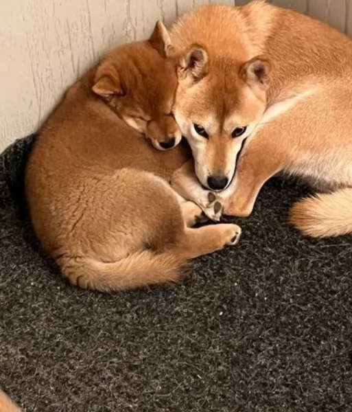 bellissimi cucciolo di Shiba Inu per adozione | Foto 0