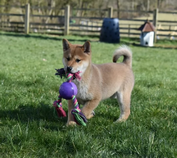 bellissimi cucciolo di Shiba Inu per adozione | Foto 1