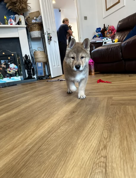 bellissimi cucciolo di Shiba Inu per adozione | Foto 0