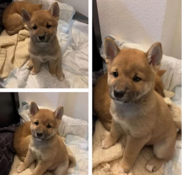 bellissimi cucciolo di Shiba Inu per adozione | Foto 1