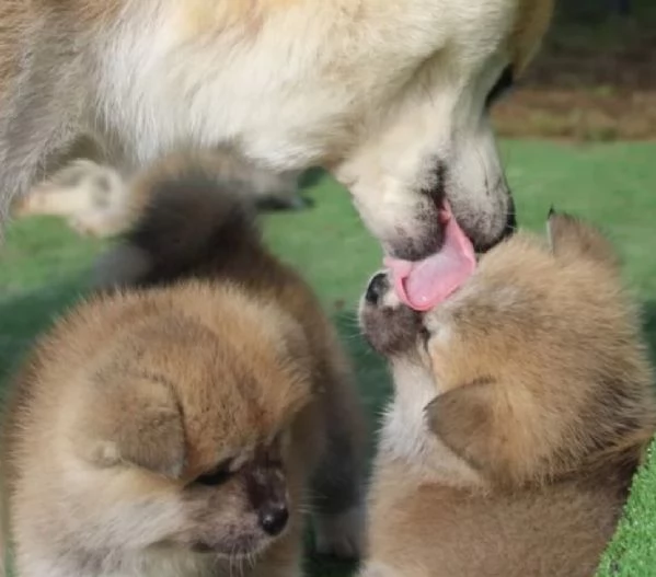 bellissimi cucciolo di Shiba Inu per adozione