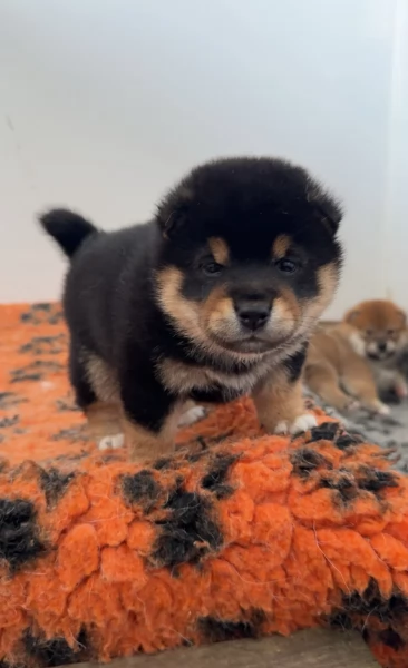 bellissimi cucciolo di Shiba Inu per adozione | Foto 1