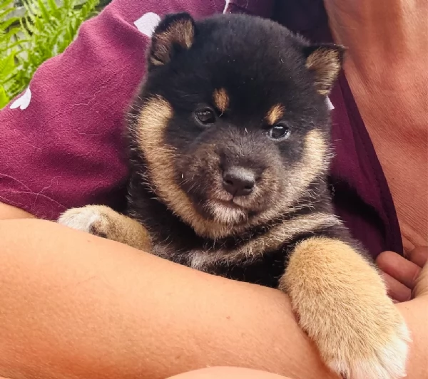 bellissimi cucciolo di Shiba Inu per adozione | Foto 1