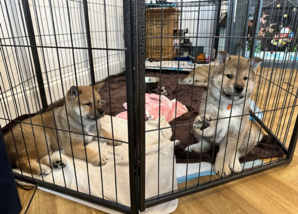 bellissimi cucciolo di Shiba Inu per adozione | Foto 3
