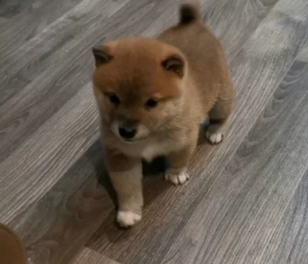 bellissimi cucciolo di Shiba Inu per adozione | Foto 2