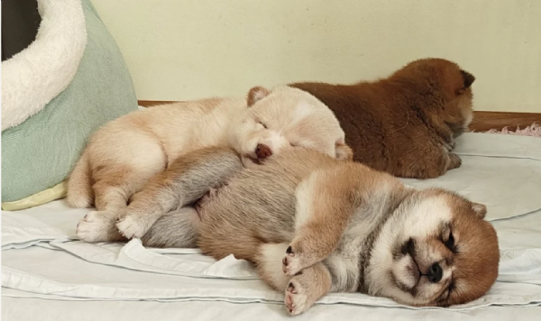 bellissimi cucciolo di Shiba Inu per adozione | Foto 1