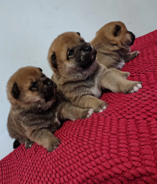 bellissimi cucciolo di Shiba Inu per adozione | Foto 0