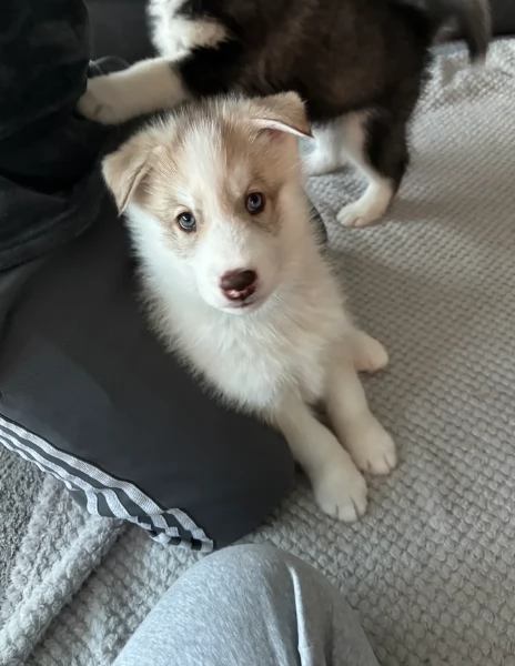 Regalo per ladozione Siberian Husky cuccioli maschio e femmina | Foto 3