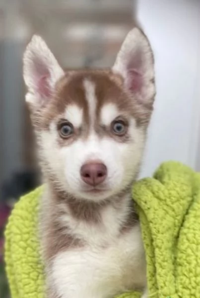Regalo per ladozione Siberian Husky cuccioli maschio e femmina | Foto 4