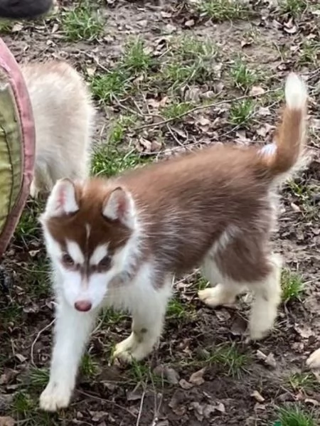 Regalo per ladozione Siberian Husky cuccioli maschio e femmina | Foto 2