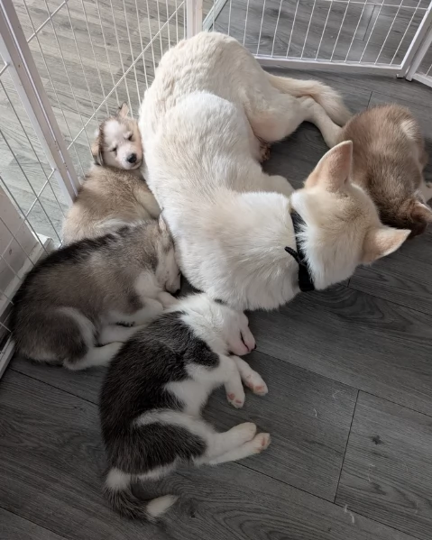 Regalo per ladozione Siberian Husky cuccioli maschio e femmina | Foto 3