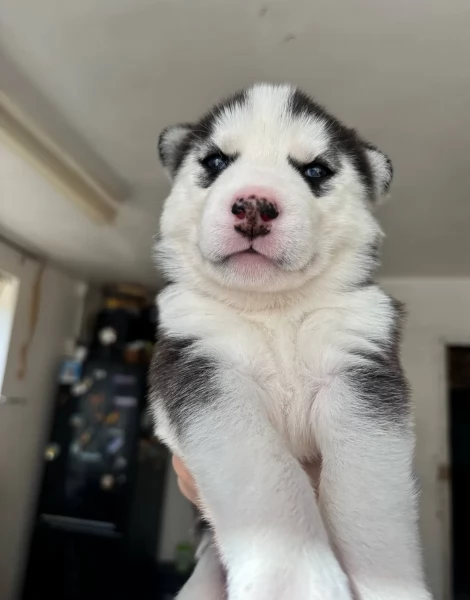Regalo per ladozione Siberian Husky cuccioli maschio e femmina | Foto 2