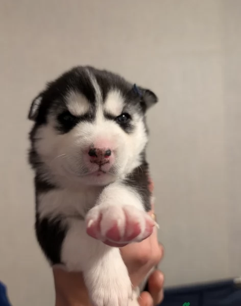 Regalo per ladozione Siberian Husky cuccioli maschio e femmina | Foto 0