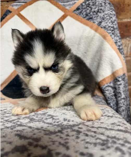 Regalo per ladozione Siberian Husky cuccioli maschio e femmina | Foto 5