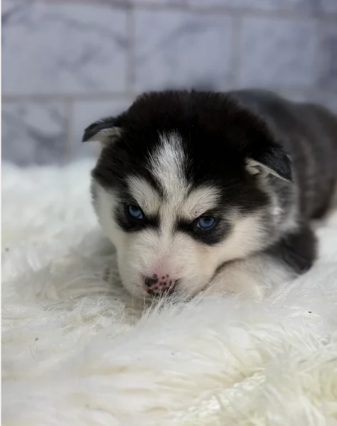Regalo per ladozione Siberian Husky cuccioli maschio e femmina | Foto 2