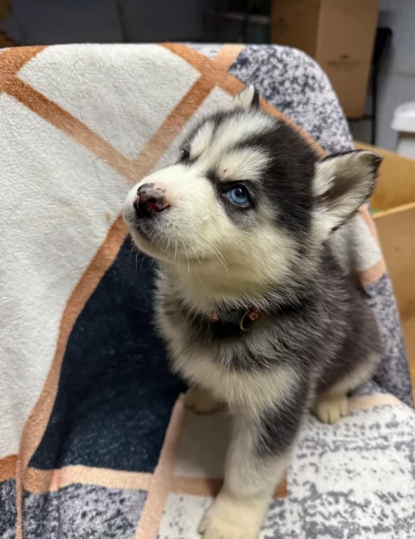 Regalo per ladozione Siberian Husky cuccioli maschio e femmina | Foto 0