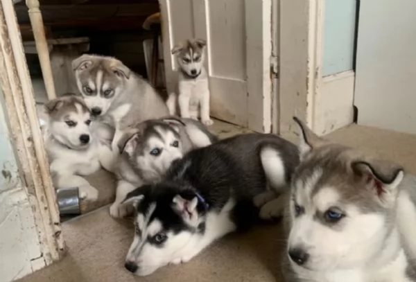 Regalo per ladozione Siberian Husky cuccioli maschio e femmina
