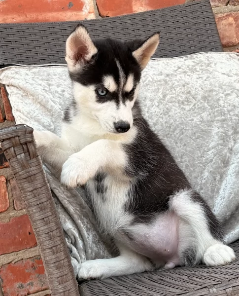 Regalo per ladozione Siberian Husky cuccioli maschio e femmina | Foto 3