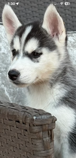 Regalo per ladozione Siberian Husky cuccioli maschio e femmina | Foto 1