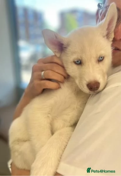 Regalo per ladozione Siberian Husky cuccioli maschio e femmina | Foto 4
