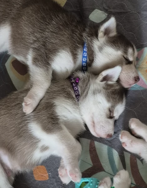 Regalo per ladozione Siberian Husky cuccioli maschio e femmina | Foto 1