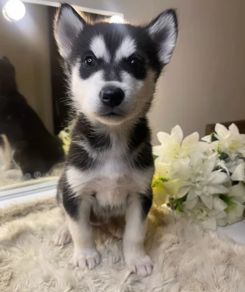 Regalo per ladozione Siberian Husky cuccioli maschio e femmina | Foto 6