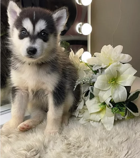 Regalo per ladozione Siberian Husky cuccioli maschio e femmina | Foto 4