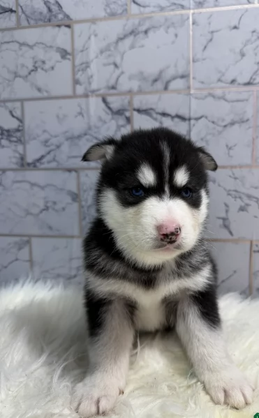 Regalo per ladozione Siberian Husky cuccioli maschio e femmina