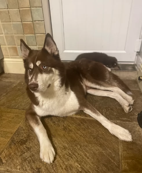 Regalo per ladozione Siberian Husky cuccioli maschio e femmina | Foto 2