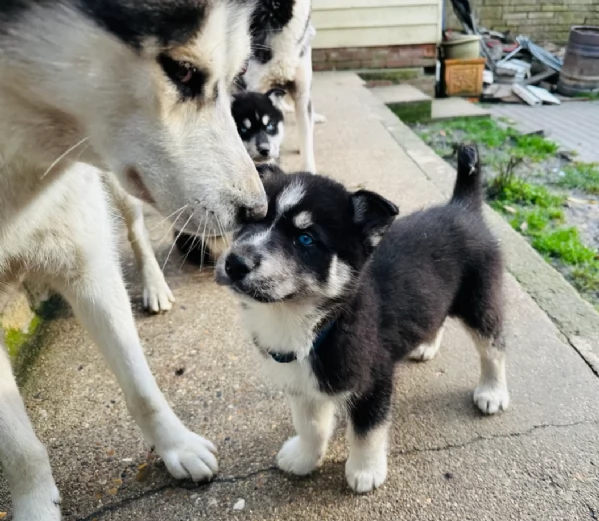 Regalo per ladozione Siberian Husky cuccioli maschio e femmina | Foto 5