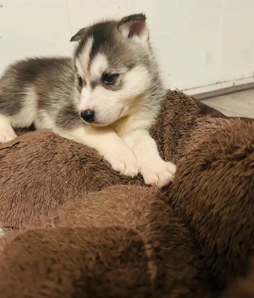 Regalo per ladozione Siberian Husky cuccioli maschio e femmina | Foto 4