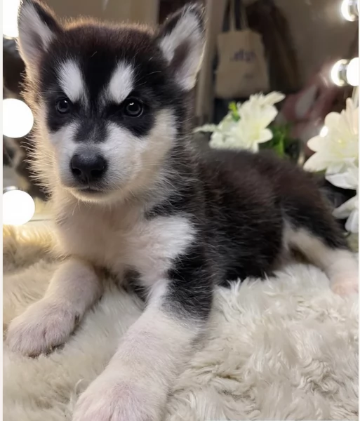 Regalo per ladozione Siberian Husky cuccioli maschio e femmina | Foto 1