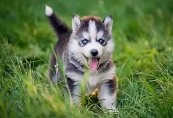 Regalo per ladozione Siberian Husky cuccioli maschio e femmina | Foto 4